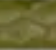 Hunter Green